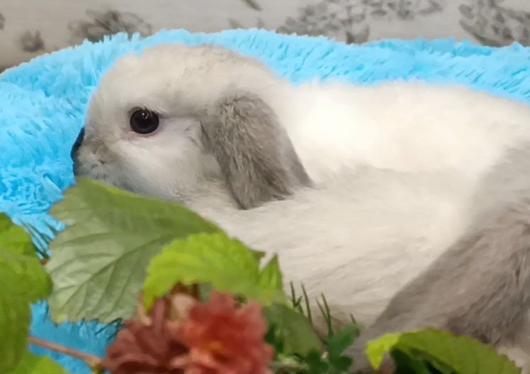 Малята, голландський кролик, міні