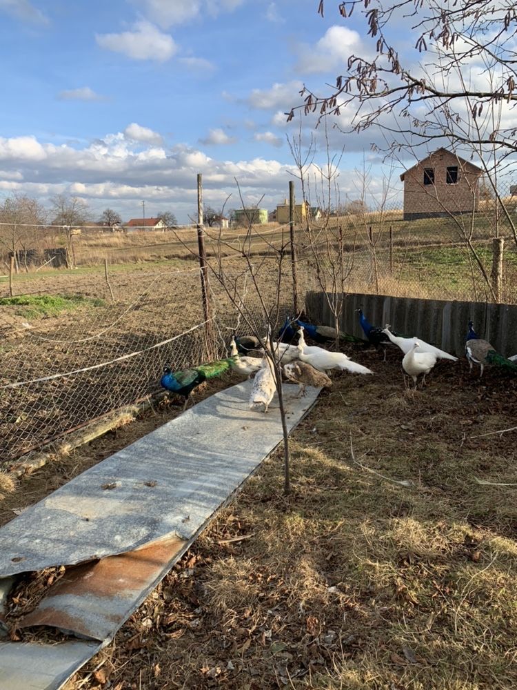 Павліни білі чорноплечі індійські рябі