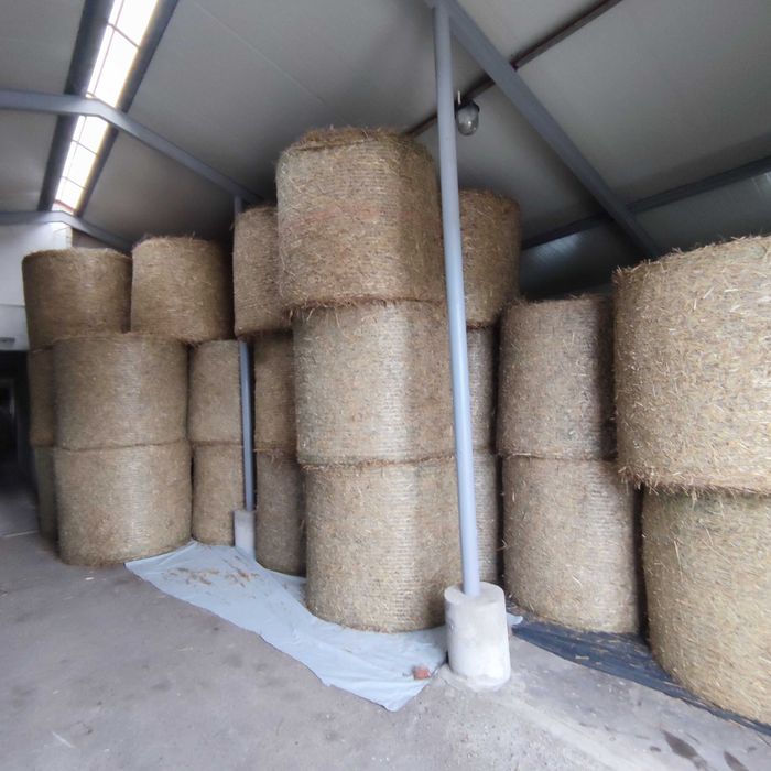 słoma pszenna bele  baloty