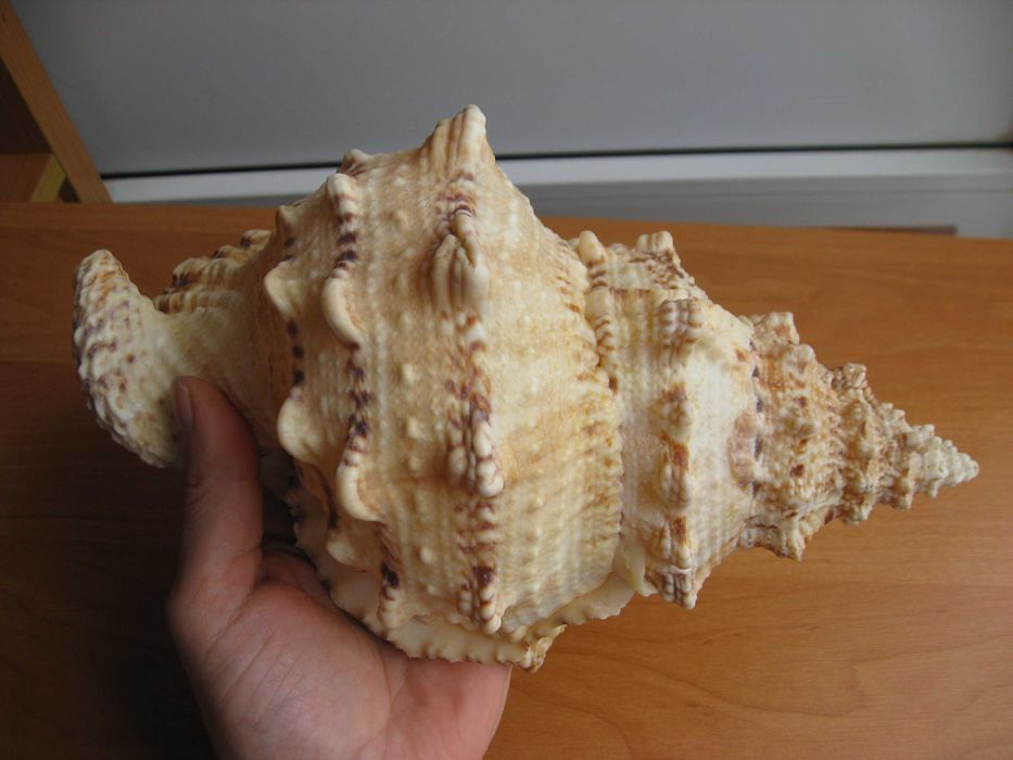 Ракушки морские 2 шт