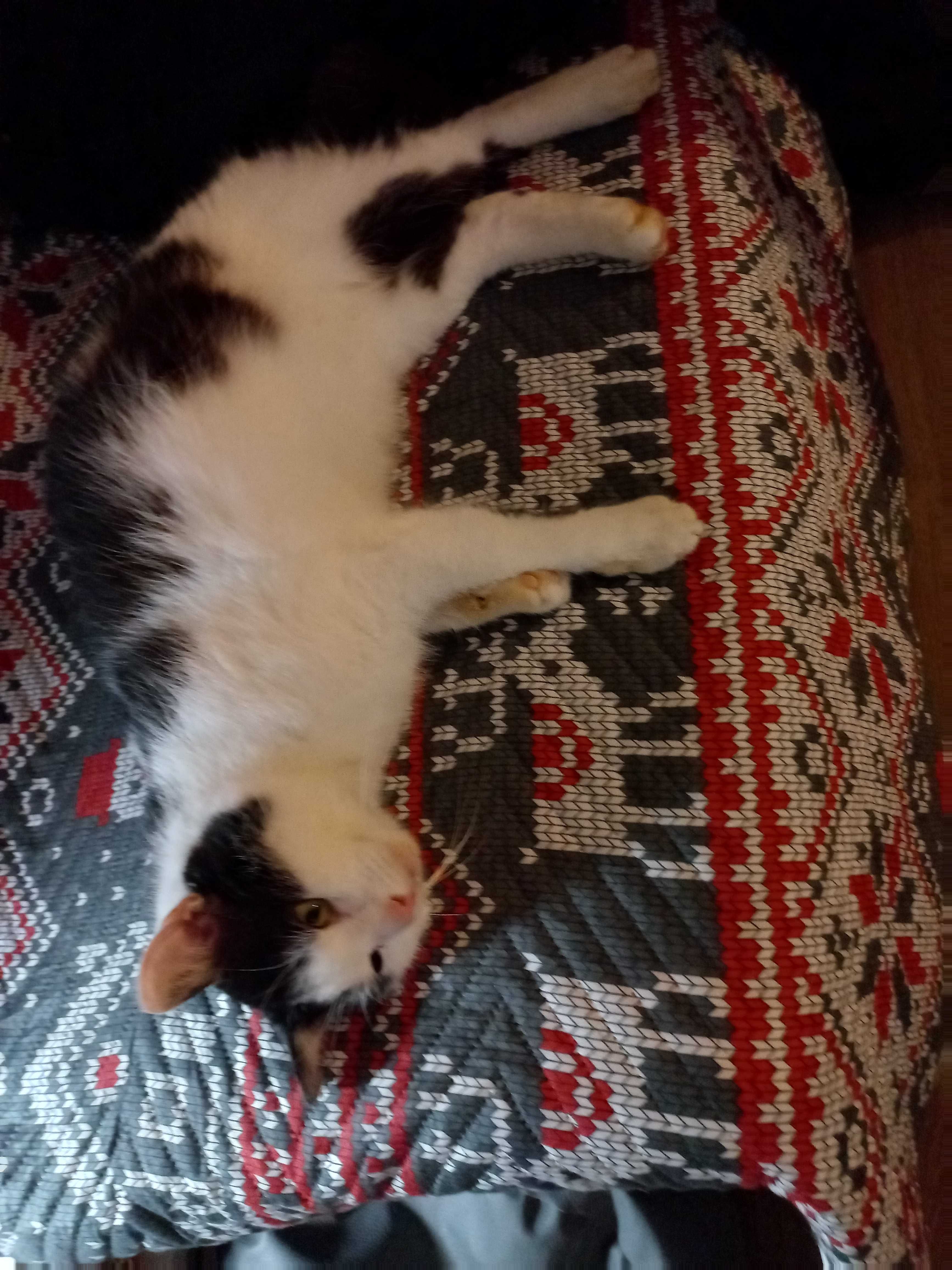 Kot Elvis  szuka domu