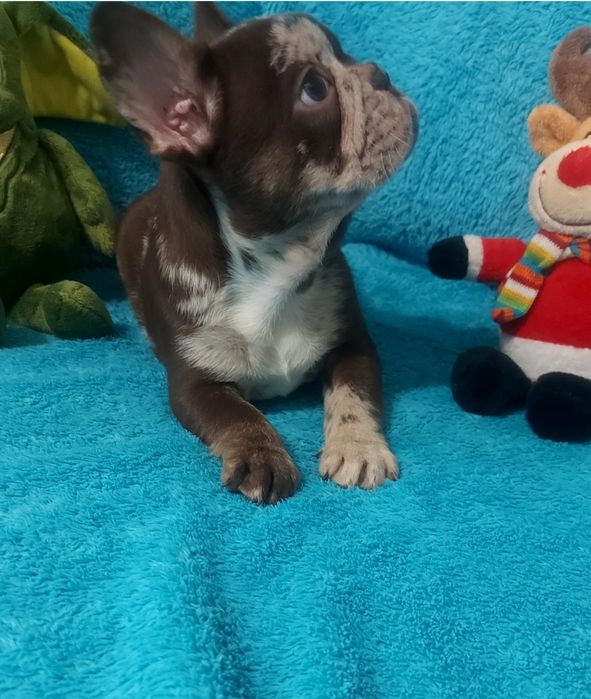 ВІП красуня, ізабелла роджо мерле