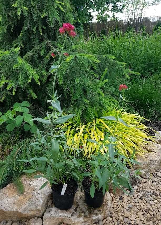 Ostrogowiec czerwony mojego ogrodu 2 szt. 0,65L 016