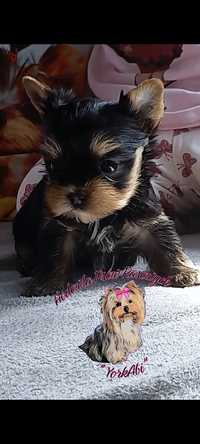 Mini yorkshire terrier york xs  do 1..8 kg