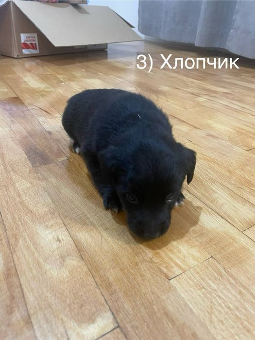 Цуценята шукають дім