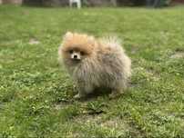 Pomeranian szpic miniaturowy FCI ZKwP