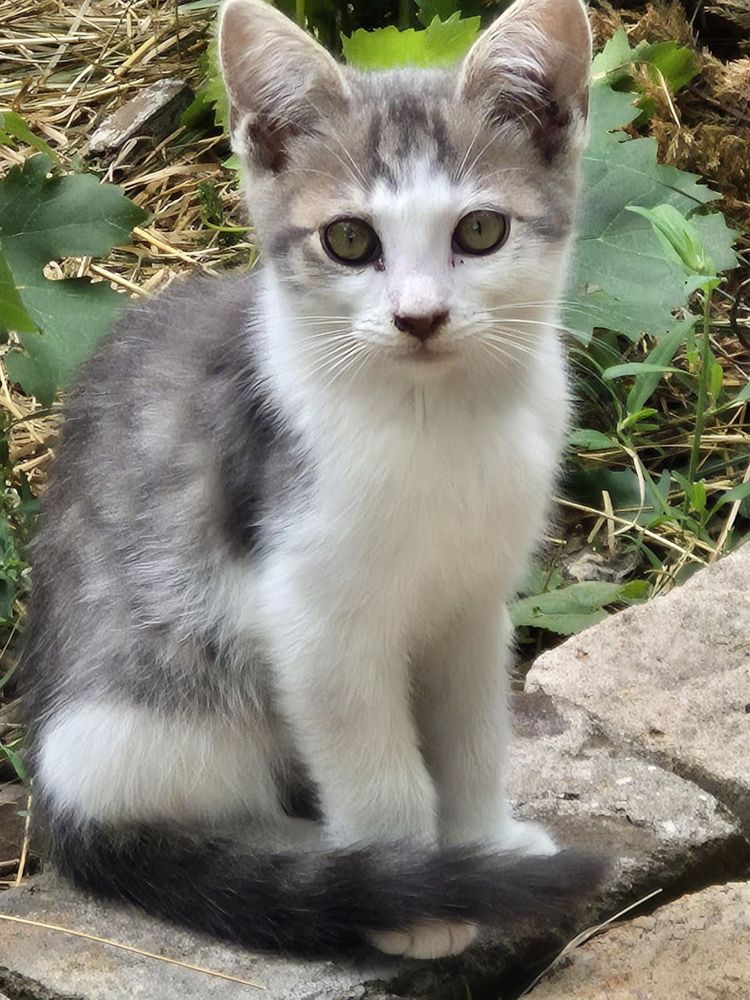 Віддам кошенят в добрі руки