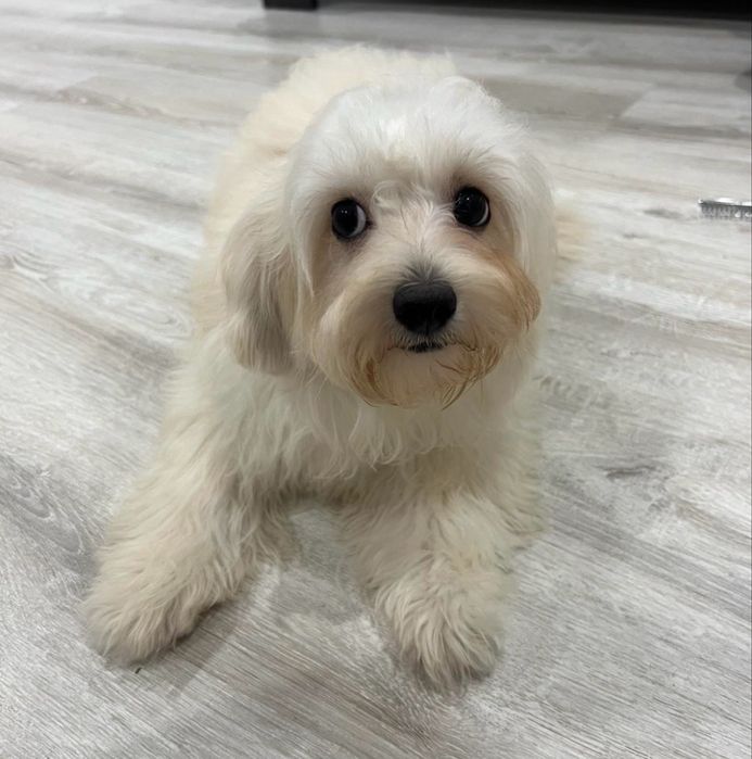 У продажі дівчинка  Мальтіпу F1