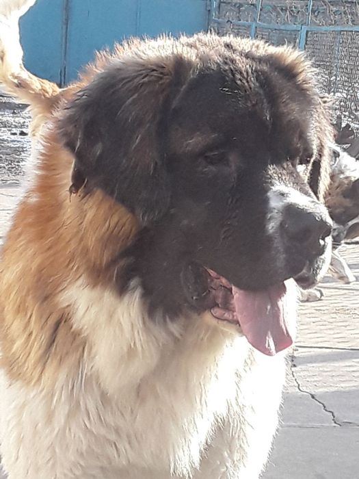 Щенок московской сторожевой