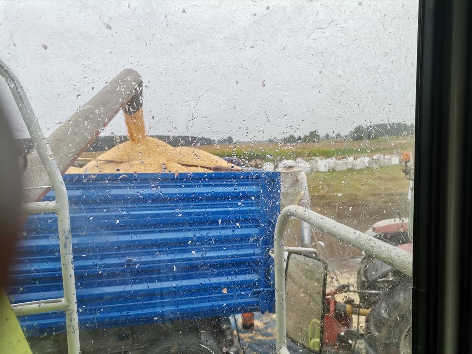 Kukurydza mielona ccm bigbag pasza dla krów opasów