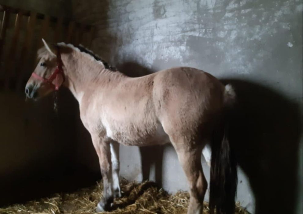 Wałach Fiord 3,5 letni