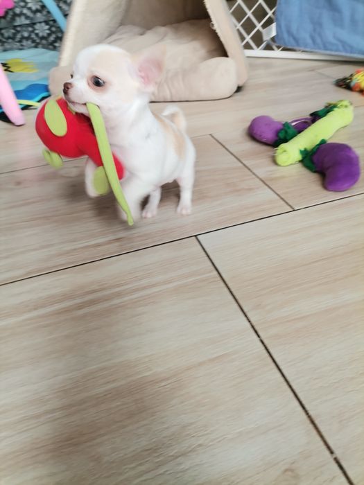 Chihuahua piesek  FCI