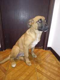 Dou cadela com 4 meses