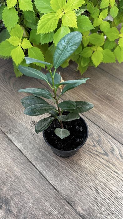 Продаються  дітки фікуса benjamina виду Moclame.