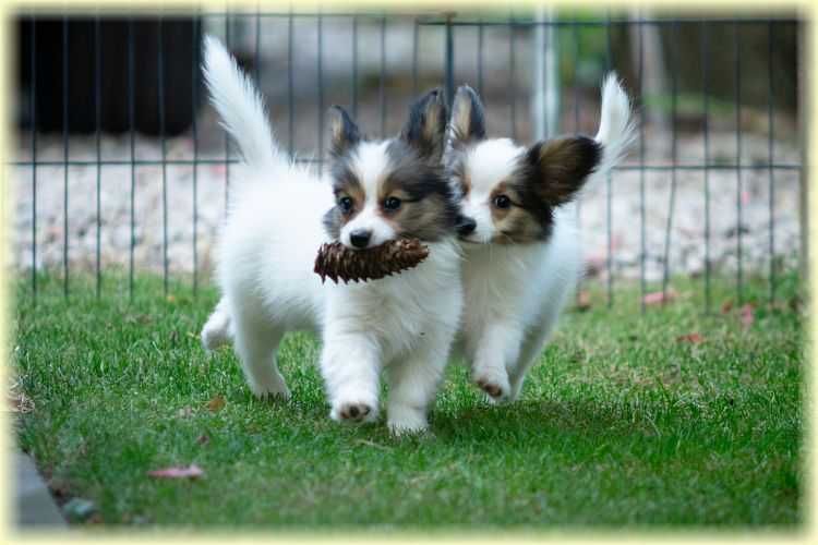 Spaniel kontynentalny miniaturowy papillon ZKwP/FCI