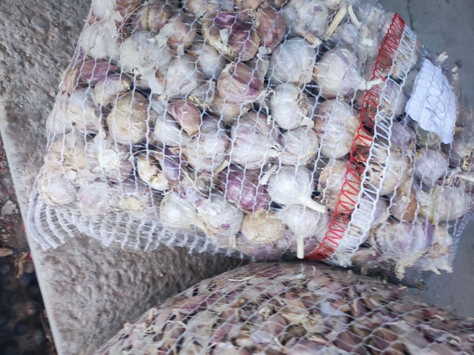 Czosnek przemysłowy