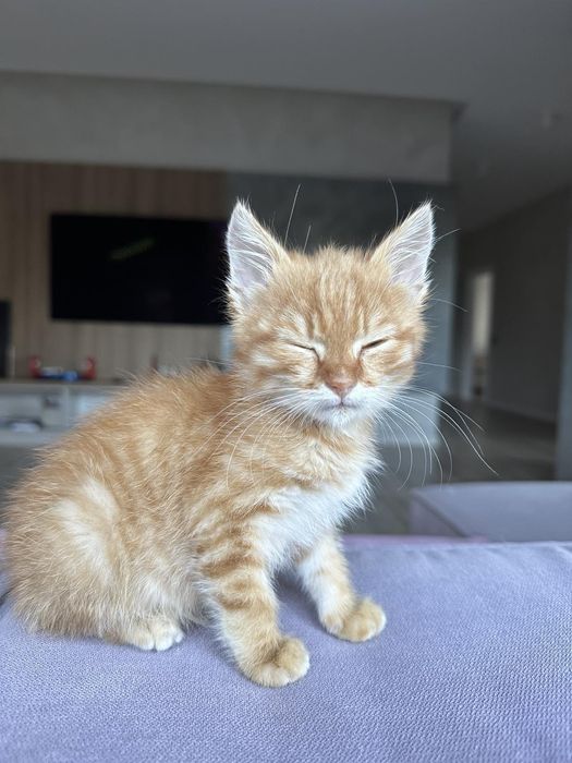 Рудий котик, дуже ніжний