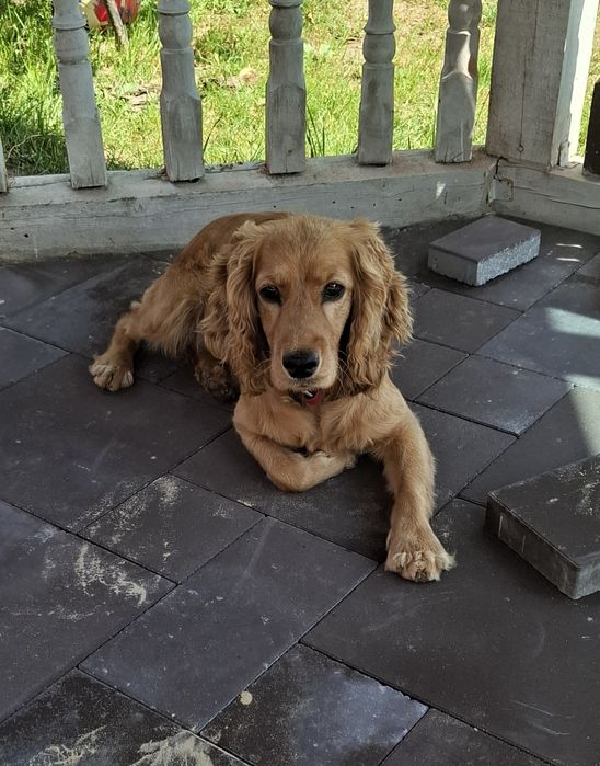 Хлопчик англійський кокер-спаніель шукає дівчинку