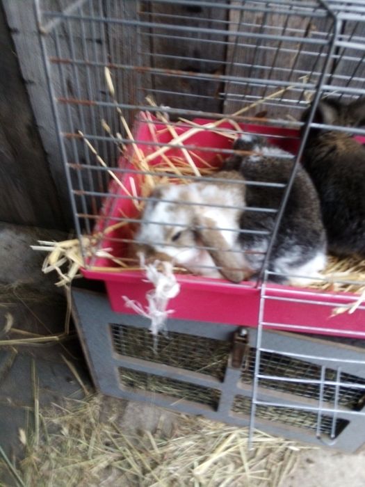 Mini lop karzełek baran