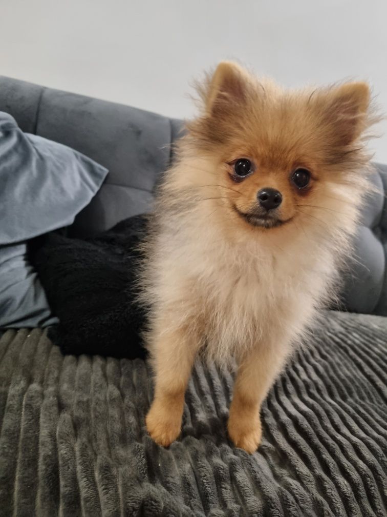 XXS malutka urocza BONNY sunia pomeranian, szpic miniaturowy. Cudowna