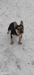 Buldog francuski choco tan husky usługa krycia