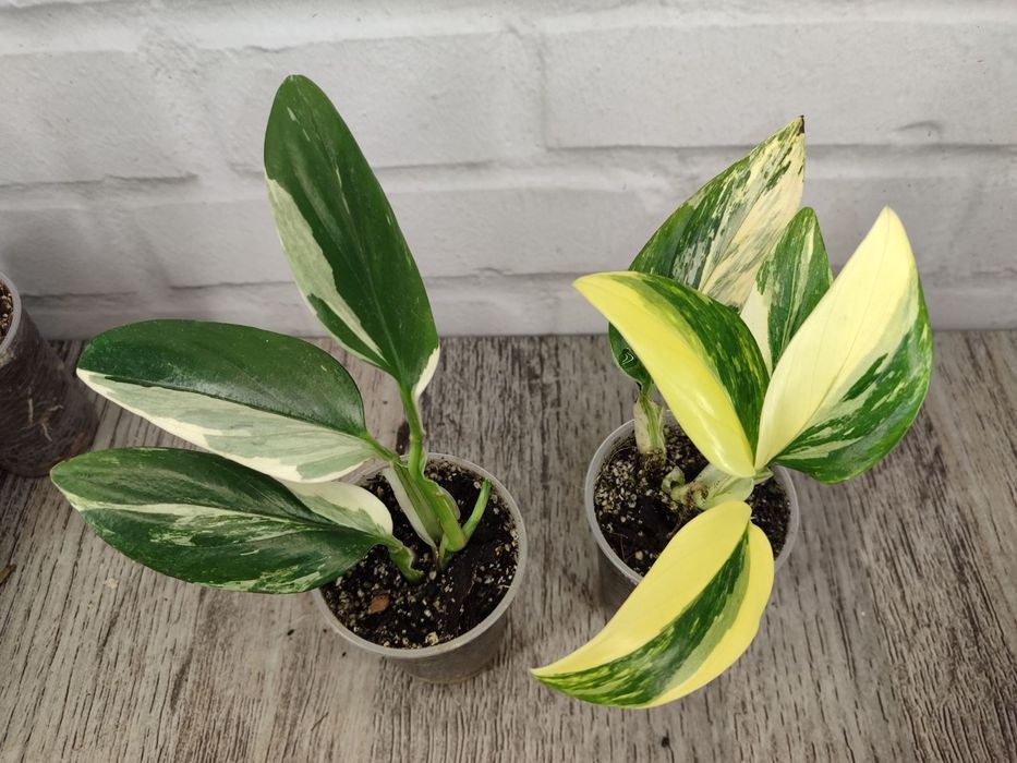 монстера варієгатна колекційні рідкісні monstera adansonii