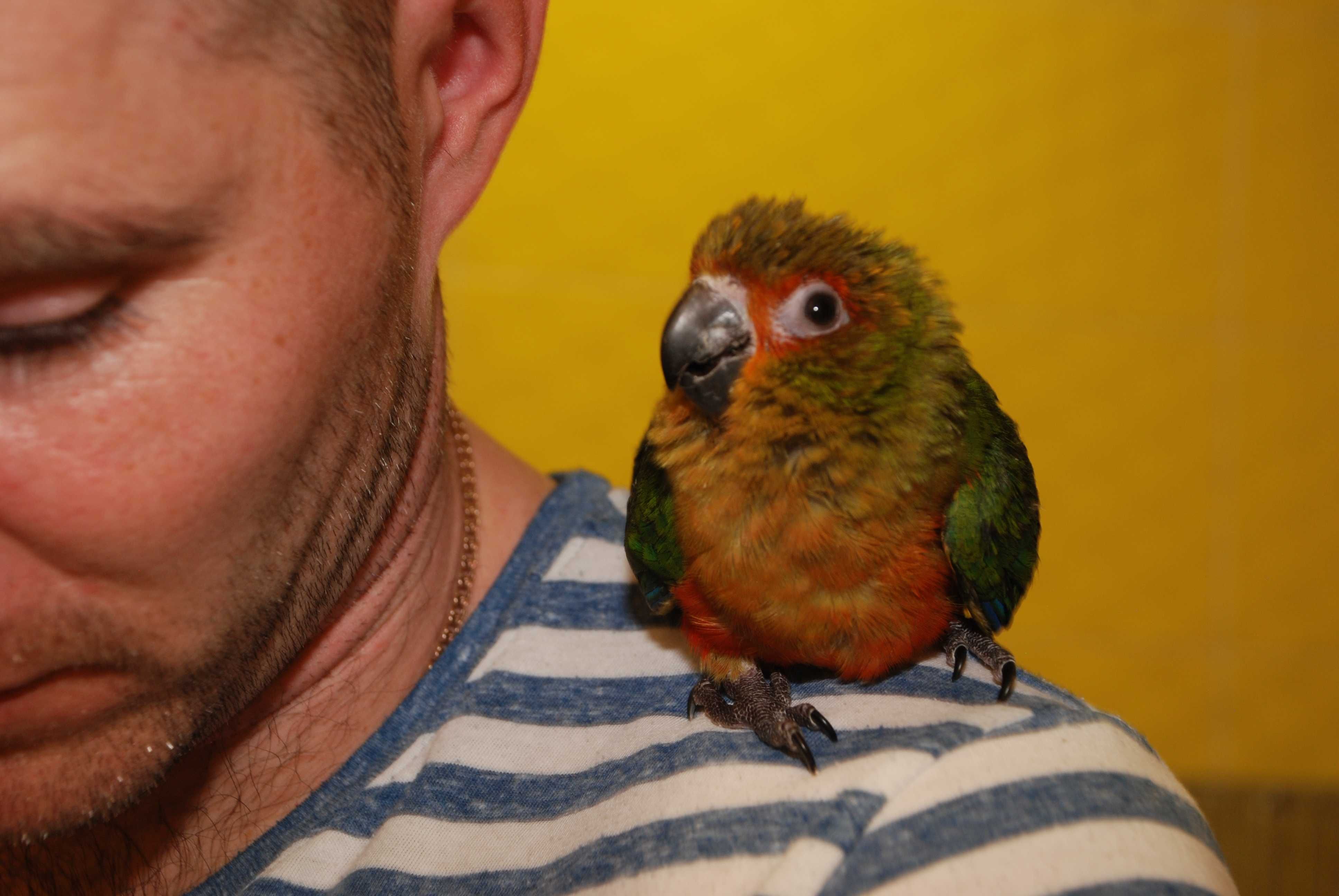 Ручной говорящий попугай Аратинга Яндайя - лучший попугай для детей