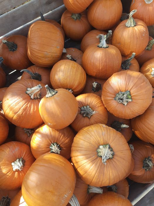 Dynie dynia Halloween Biała ozdobna