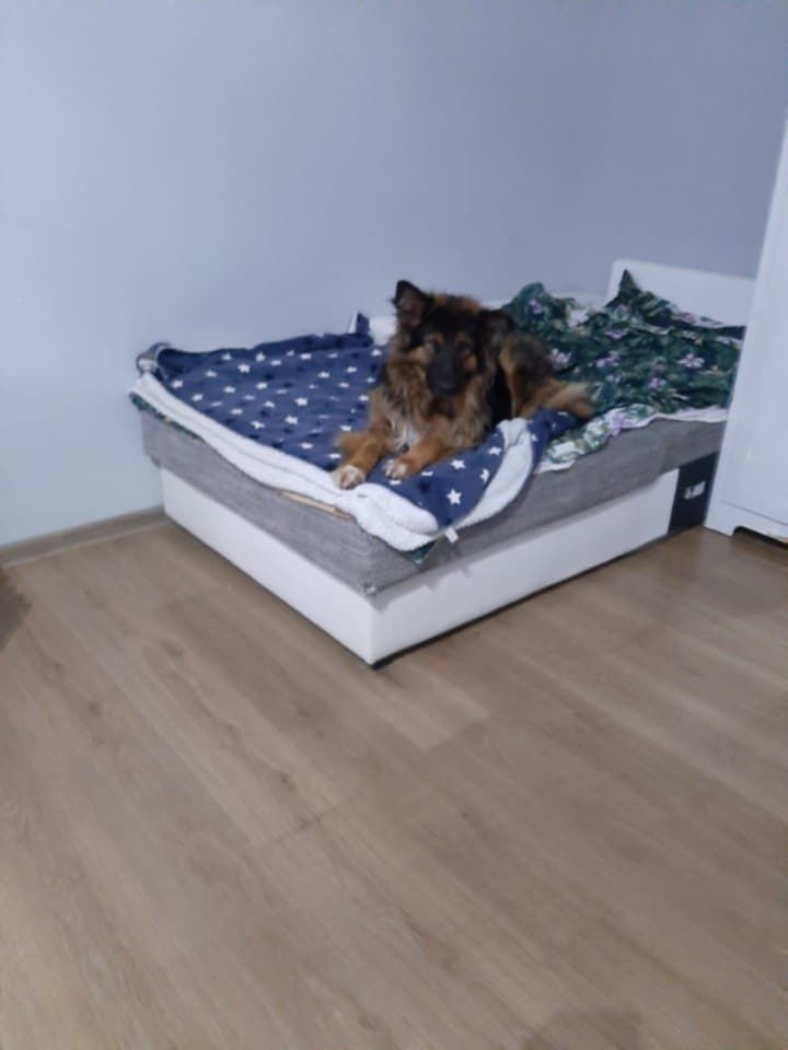 NAGRODA 1000 ZŁ ZAGINĘŁA SUCZKA w typie owczarka niemieckiego