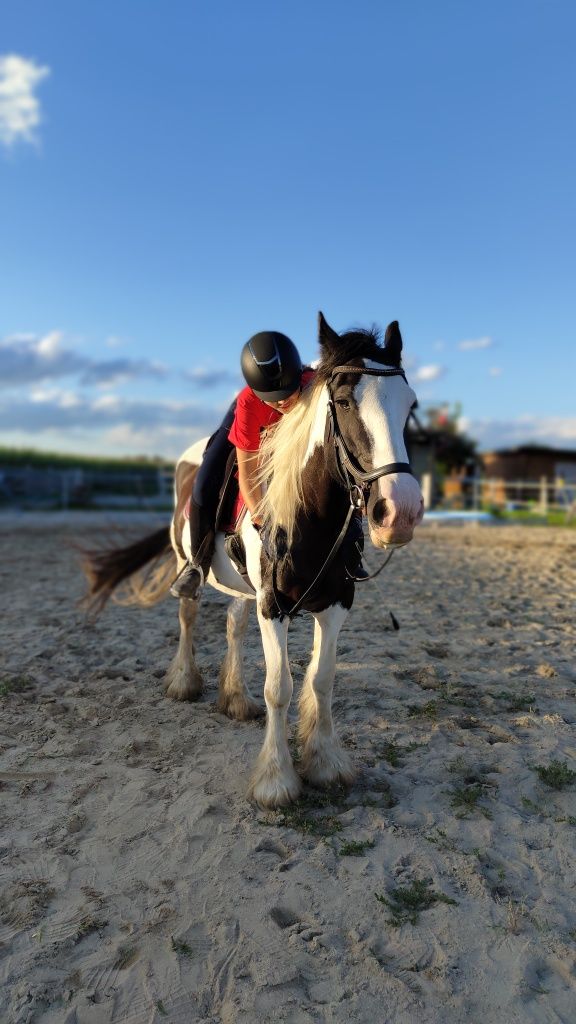 Wysoka, śliczna klacz Tinker/Irish Cob