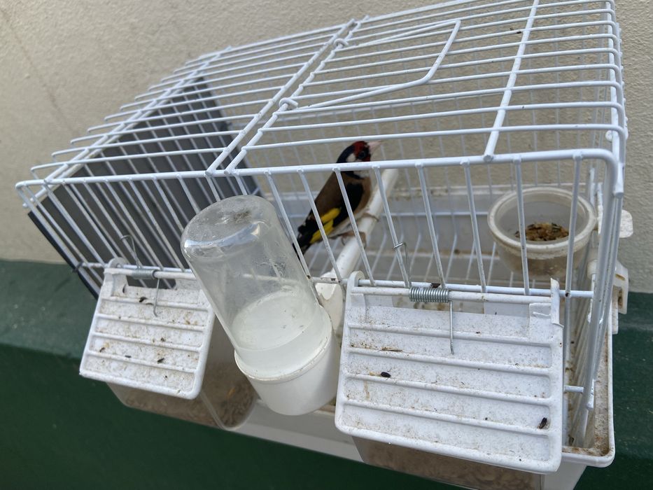 5 Canarios Pintas de julho