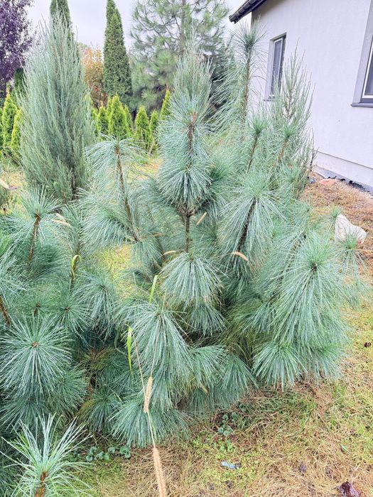 Ялинка блакитна, ауреаспіката, ялина голуба, штамбова сосна ялина