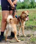 Ares gorąco poleca się do adopcji.