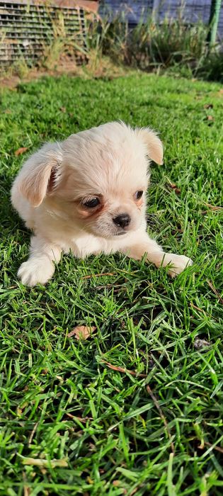 Piesek chihuahua długowłosy