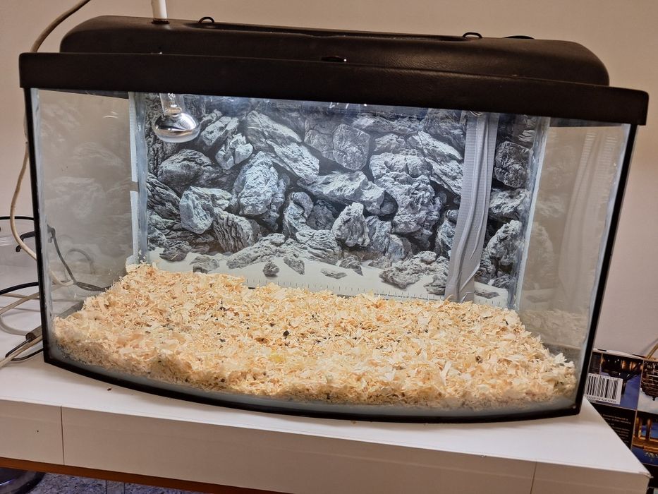 Terrarium , terarium , akwarium dla waz zbozowy, krolewski