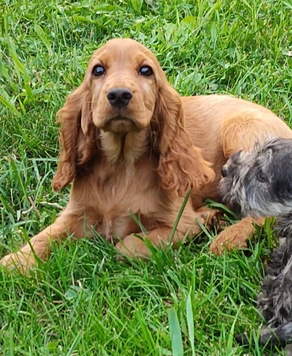 Англійський кокер спаніель. Хлопчик і дівчинка