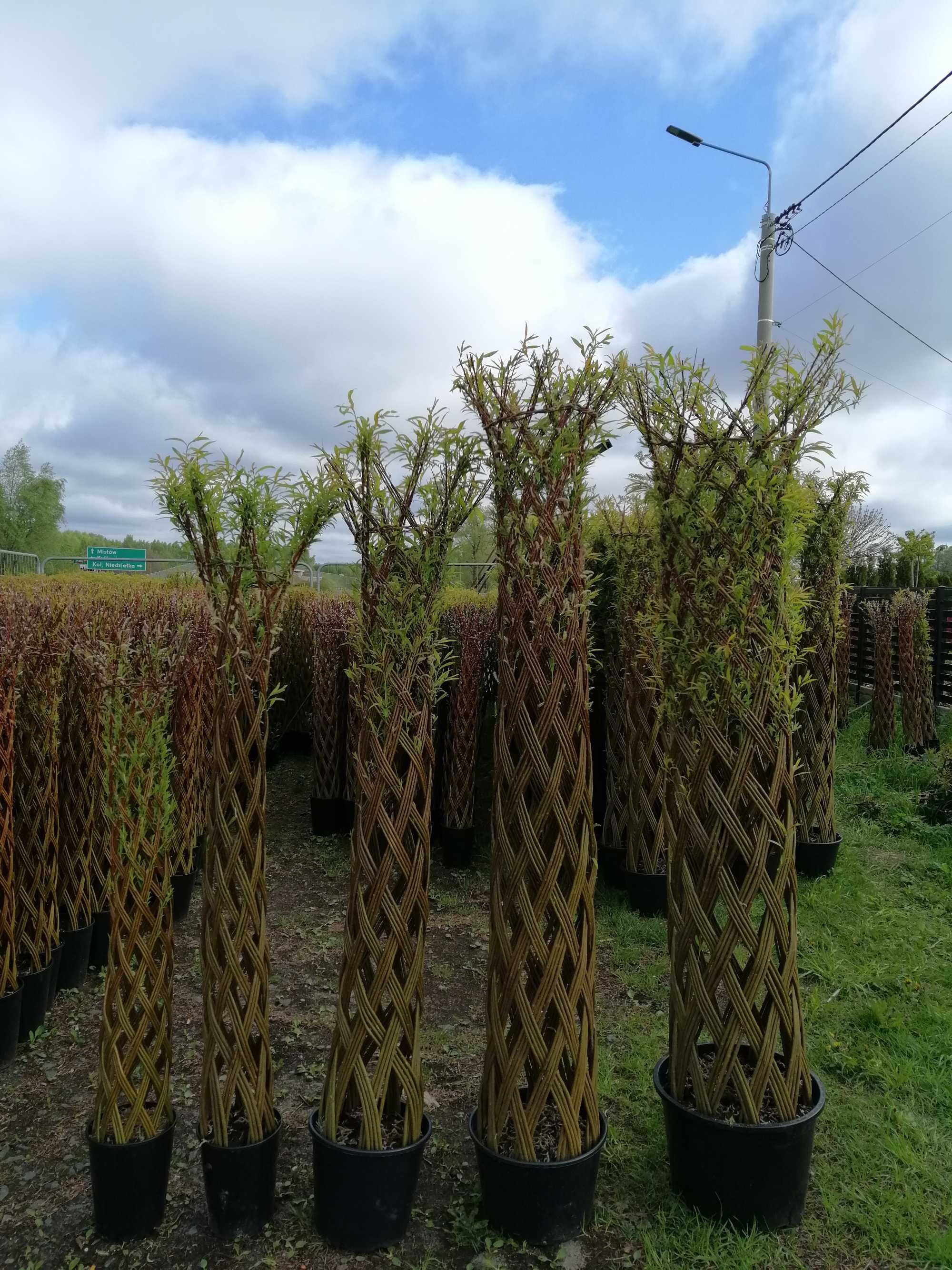 Wierzba ozdobna Salix Americana, palma Hurt