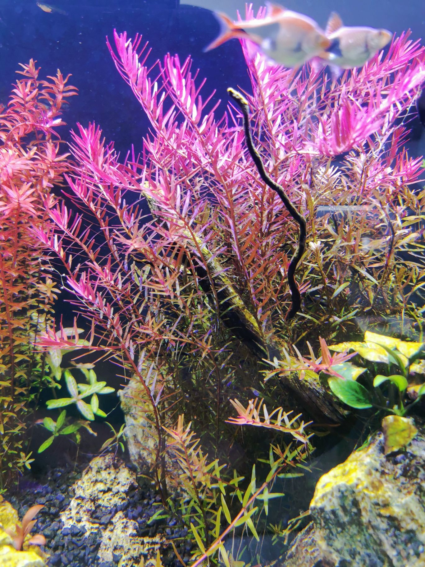 Rotala rotundifolia Red !!!