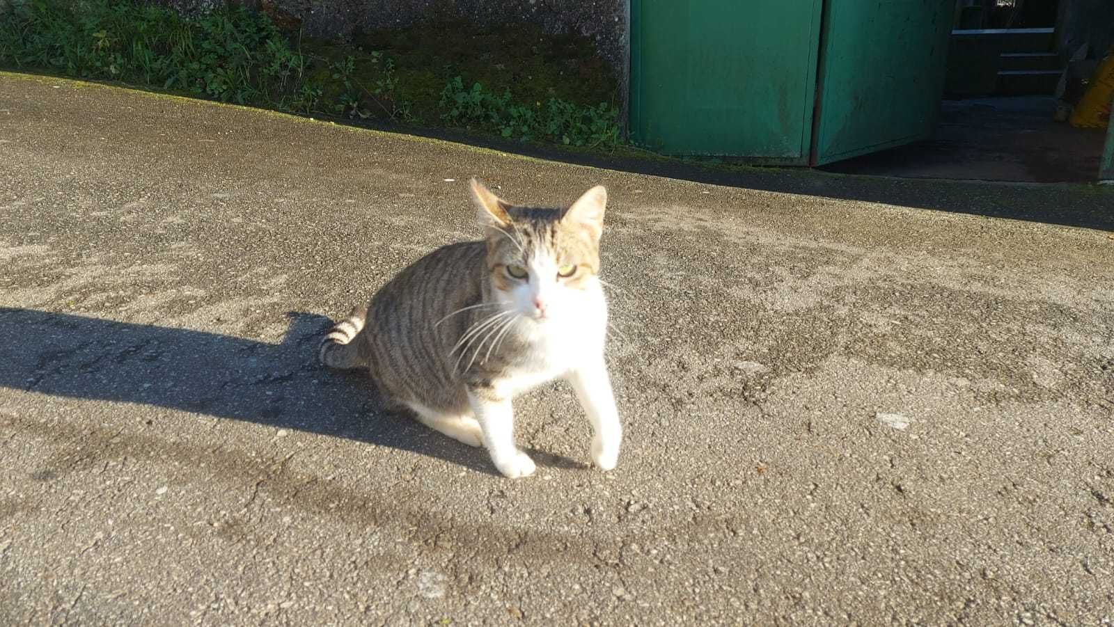 Da se gatinha adulta