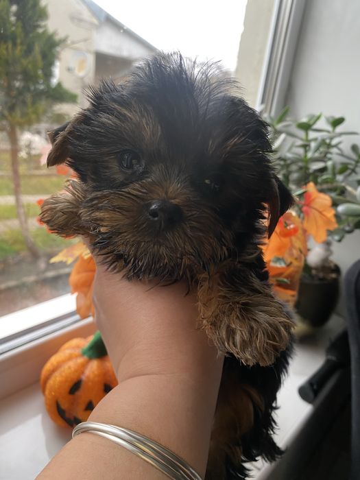 Міні йорчик бейбік  подарунок до Миколая Різдво під ялиночку новий рік