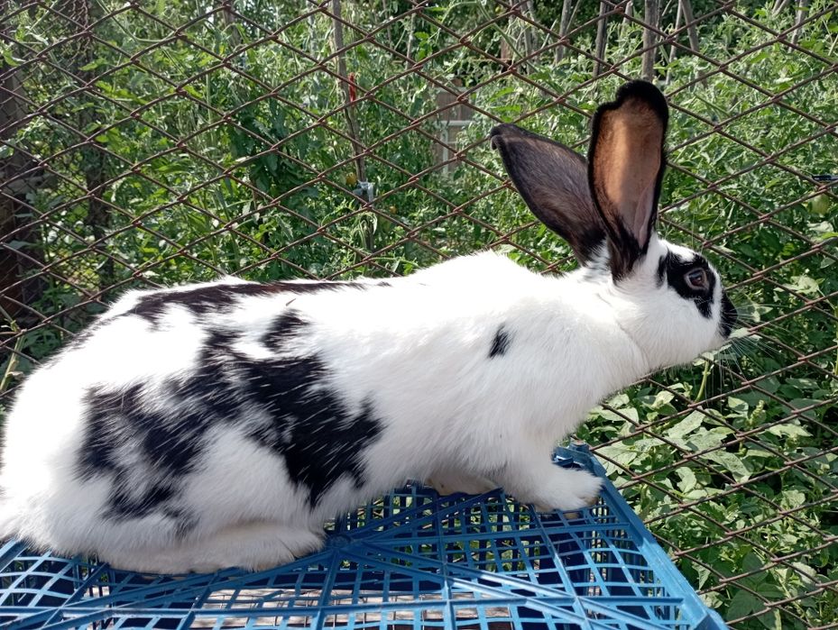 Продам кроликів  кролів