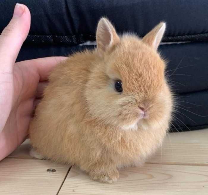 KIT Coelhos anões teddy e mini holandês muito fofos