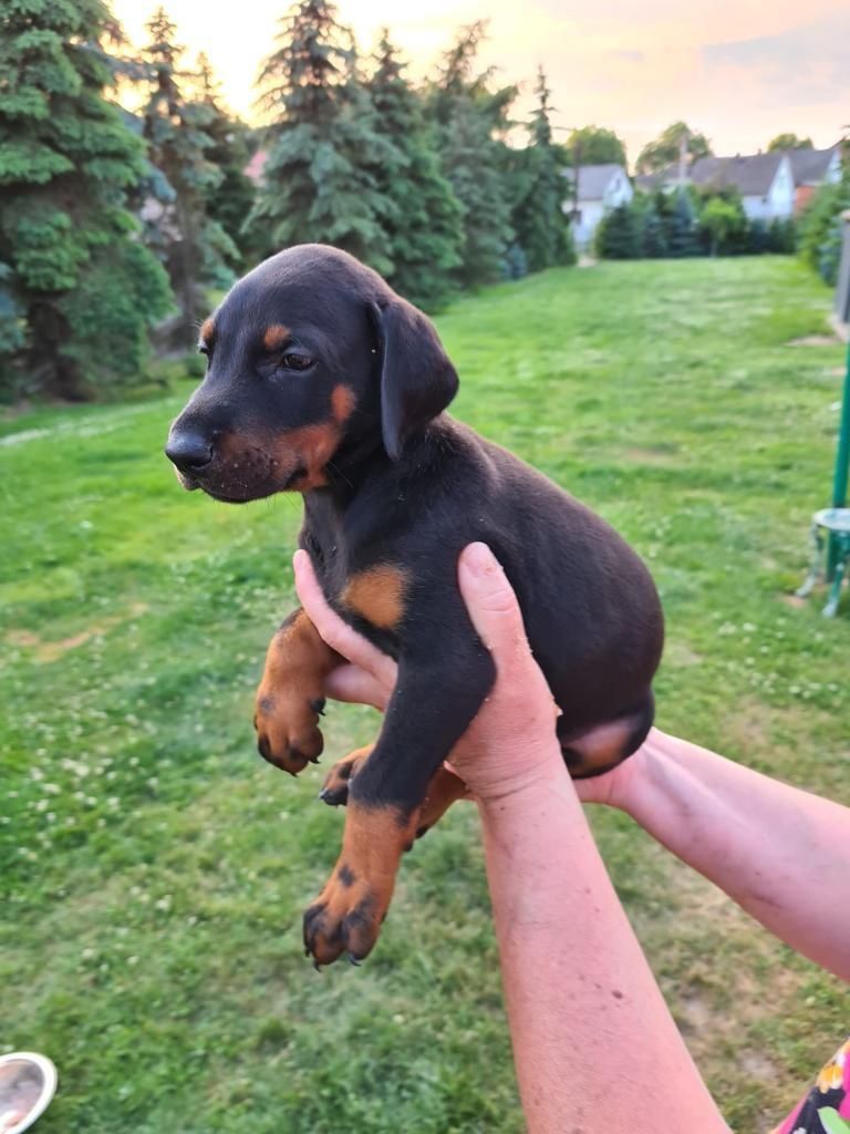 Szczeniak Doberman!! Gotowy do odbioru!!