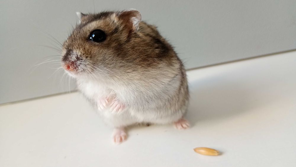 Chomiki dżungarskie – słodkie maluchy! Biało-szaro-brązowe, oswojone!