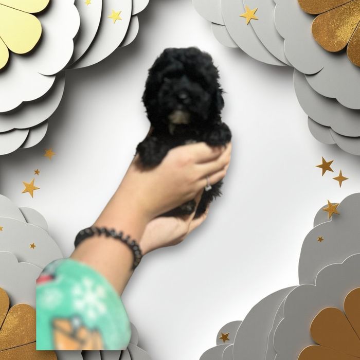 Якiснi black Maltipy