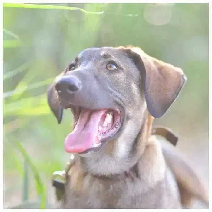 Молодой пес, щенок