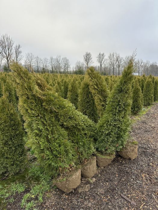 Tuja szmaragd sadzenie ogrodzenie transport żywopłot