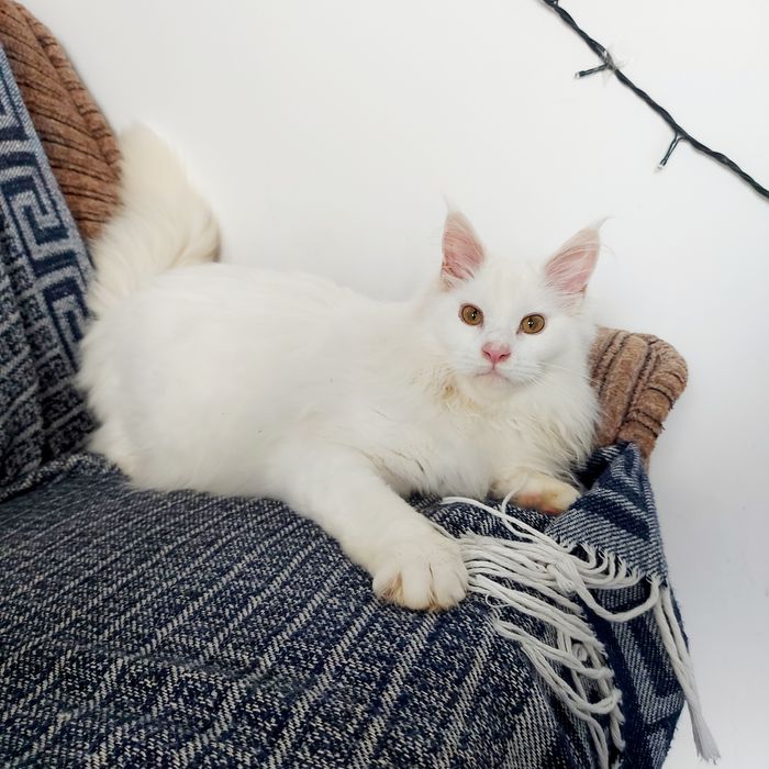 Білосніжна дівчинка Мейн Кун