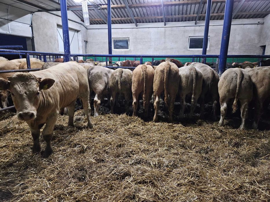 byczki byk byki buhaj Charolais mieszańce +340 kg