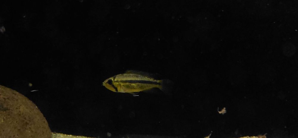 Apistogramma Cacuatoide